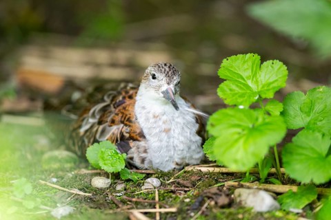 Ruff (Calidris pugnax) female lying on the ground, captive, Zoo Augsburg, Germany