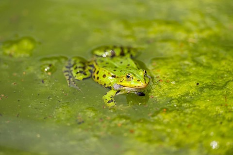 Edible frog (Pelophylax esculentus) in water, Bavaria, Germany