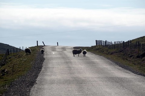 Sheep crossing an empty rural road surrounded by fences under a cloudy sky, Eshaness, Mainland,
