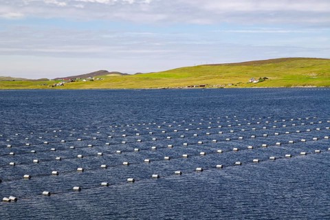 Regular arrangement of buoys on calm sea, surrounded by green coastal landscape, mussel farms,