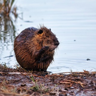 Nutria (Myocastor coypus) at the pond, bank, animal behaviour, Pont de Gau bird park,