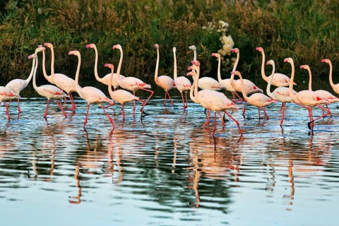 Pink flamingos (Phoenicopterus roseus), walking in the pond, Pont de Gau Bird Park,