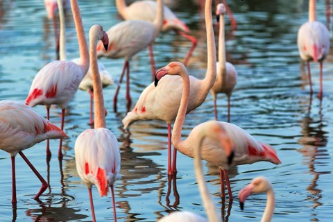 Pink flamingos (Phoenicopterus roseus), standing in the pond, Pont de Gau Bird Park,