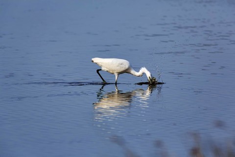 Little Egret (Egretta garzetta) in a pond, feeding, Pont de Gau Bird Park,