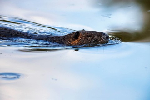Nutria (Myocastor coypus) swimming in the pond, Pont de Gau Bird Park, Saintes-Maries-de-la-Mer,