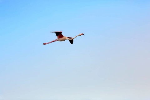 Pink flamingo (Phoenicopterus roseus) flying in the evening sky, free-ranging,