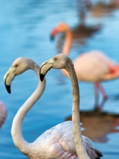 Pink flamingos (Phoenicopterus roseus), two young birds standing in the pond, close-up, Pont de Gau