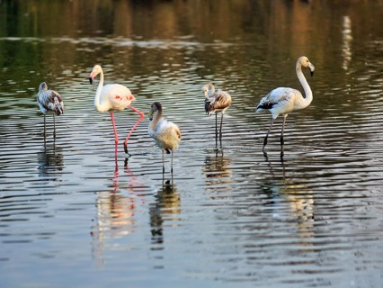 Pink flamingos (Phoenicopterus roseus), adults and juveniles standing in the pond, Pont de Gau Bird