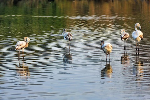 Pink flamingos (Phoenicopterus roseus), several young birds in the pond, Pont de Gau Bird Park,