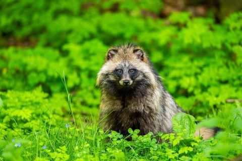 Common raccoon dog (Nyctereutes procyonoides) sitting in the grass, Bavaria, Germany