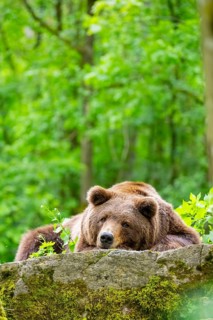 Brown bear (Ursus arctos) lying on a rock, Bavaria, Germany