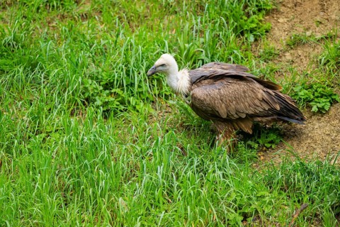Eurasian griffon vulture (Gyps fulvus) on a meadow, Bavaria, Germany