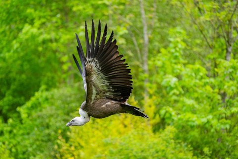 Eurasian griffon vulture (Gyps fulvus) flying, Bavaria, Germany