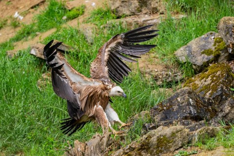 Eurasian griffon vulture (Gyps fulvus) landing on a rock, Bavaria, Germany
