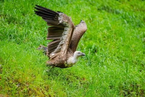 Eurasian griffon vulture (Gyps fulvus) starts flying from a meadow, Bavaria, Germany