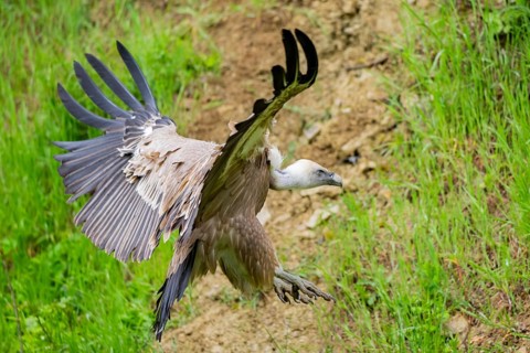 Eurasian griffon vulture (Gyps fulvus) landing on the ground, Bavaria, Germany