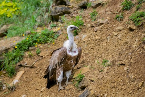 Eurasian griffon vulture (Gyps fulvus), Bavaria, Germany