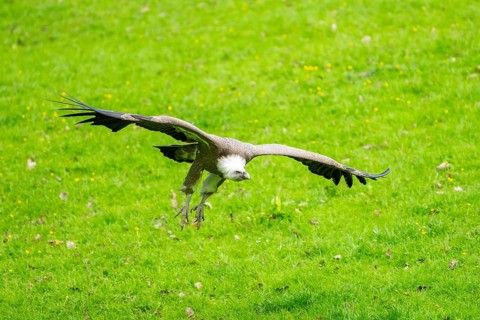Eurasian griffon vulture (Gyps fulvus) flying over a meadow, Bavaria, Germany