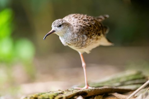 Ruff (Calidris pugnax) female standing on the ground, captive, Zoo Augsburg, Germany