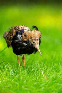 Ruff (Calidris pugnax) male standing on a meadow, captive, Zoo Augsburg, Germany
