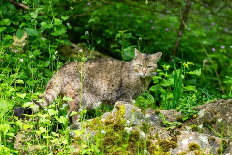 European wildcat (Felis silvestris) on a rock, Bavaria, Germany