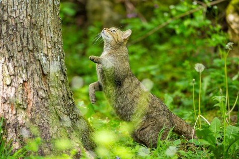 European wildcat (Felis silvestris) jumping on a tree, Bavaria, Germany