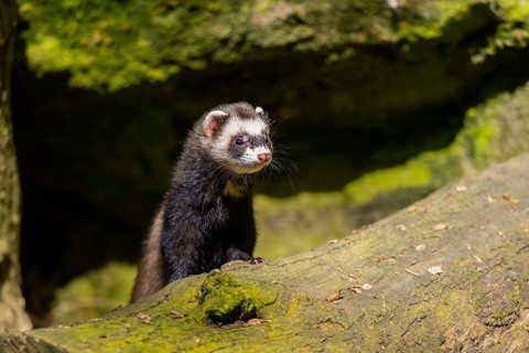 Ferret (Mustela putorius furo) on an old tree trunk, Bavaria, Germany