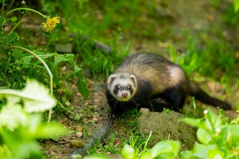 Ferret (Mustela putorius furo) on a rock, Bavaria, Germany