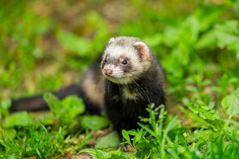 Ferret (Mustela putorius furo) in the grass, Bavaria, Germany