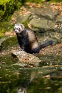 Ferret (Mustela putorius furo) on the edge of a little lake, Bavaria, Germany
