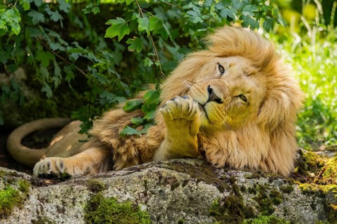 Southern African lion (Panthera leo melanochaita) male, lying on a rock, captive, Zoo Augsburg,