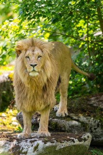 Southern African lion (Panthera leo melanochaita) male, standing on a rock, captive, Zoo Augsburg,