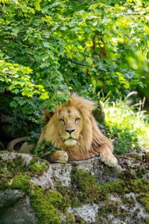 Southern African lion (Panthera leo melanochaita) male, lying on a rock, captive, Zoo Augsburg,