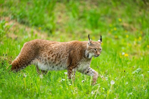 Eurasian lynx (Lynx lynx) walking in the grass, Bavaria, Germany