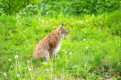Eurasian lynx (Lynx lynx) sitting in the grass, Bavaria, Germany