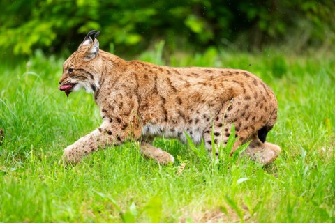 Eurasian lynx (Lynx lynx) running in the grass, Bavaria, Germany