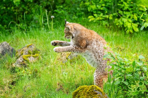 Eurasian lynx (Lynx lynx) jumping in the air, Bavaria, Germany