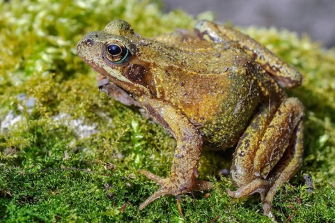 Grass Frog (Rana temporaria) sitting on a moss rockThe frog is brown and has a greenish tint. Lower