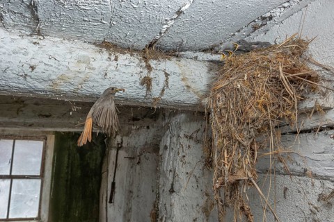 Black redshank (Phoenicurus ochruros) in flight to feed its chicks in the nest in an old barn. Bas