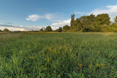 A serene meadow captures the beauty of nature in the early evening. Bright green grass and