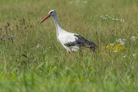 A stork strides gracefully through a vibrant green meadow, searching for food among the wildflowers
