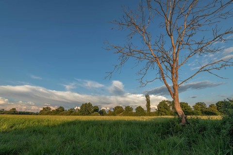 The golden hour illuminates a peaceful pasture with a bare tree and dense greenery. The sky is
