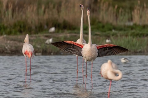 A flamingo opens its wings and highlights its magnificent plumage. The scene captures the essence