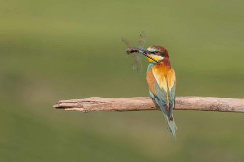 European bee-eater (Merops apiaster) with a flock in its beak on a branch in spring. Jechtingen,