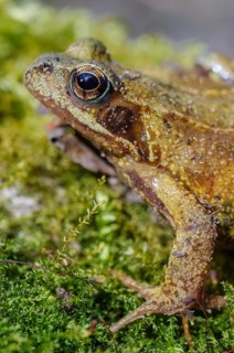 Grass Frog (Rana temporaria) sitting on a moss rockThe frog is brown and has a greenish tint. Lower