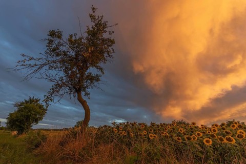 Sunflowers stretch across a peaceful field while a lone tree stands high above an awe-inspiring sky