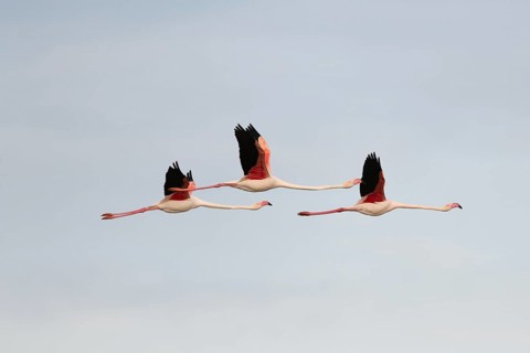 Flamingos glide gracefully through the sky above the wetland landscape of Saintes Maries de la Mer,