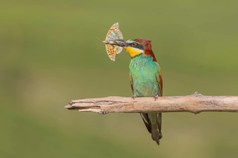 European bee-eater (Merops apiaster) with a butterfly in its beak on a branch in spring.