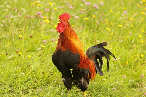 Domestic rooster crowing in colourful flower meadow, free-range, organic farming, Lower Austria,