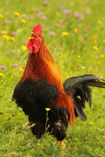 Domestic rooster crowing in colourful flower meadow, free-range, organic farming, Lower Austria,
